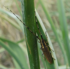 Agapanthia asphodeli