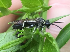 Macrophya