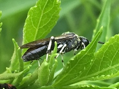 Macrophya