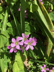 Oxalis debilis