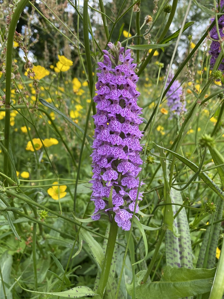 Dactylorhiza × venusta (T.Stephenson & T.A.Stephenson) Soó 3