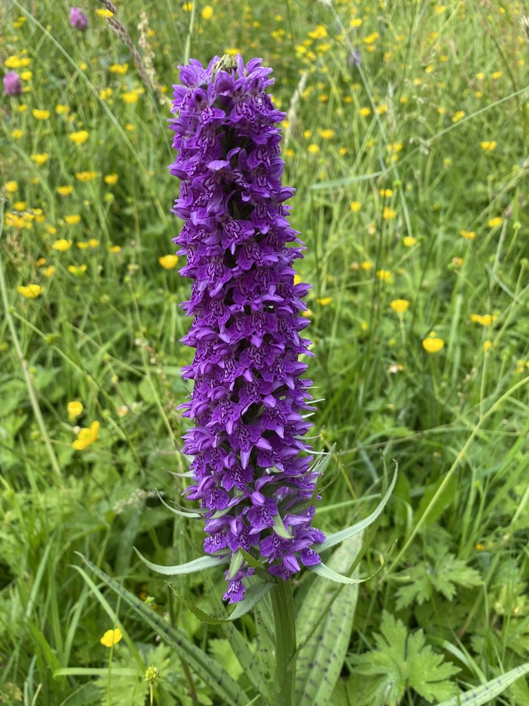 Dactylorhiza × venusta (T.Stephenson & T.A.Stephenson) Soó 2