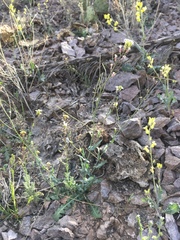 Mostacillastrum purpusii