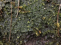 Jubula pennsylvanica