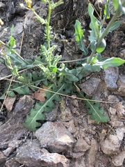 Mostacillastrum purpusii