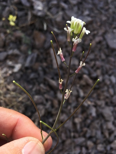 Purpus' tumblemustard (Thelypodiopsis purpusii)