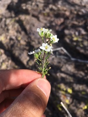 Dryopetalon runcinatum