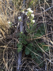 Dryopetalon runcinatum