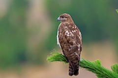 Madagascar Buzzard photo 1