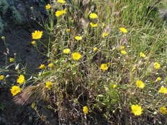 Malacothrix foliosa foliosa