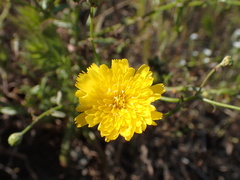 Malacothrix foliosa foliosa