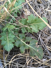 Dryopetalon runcinatum