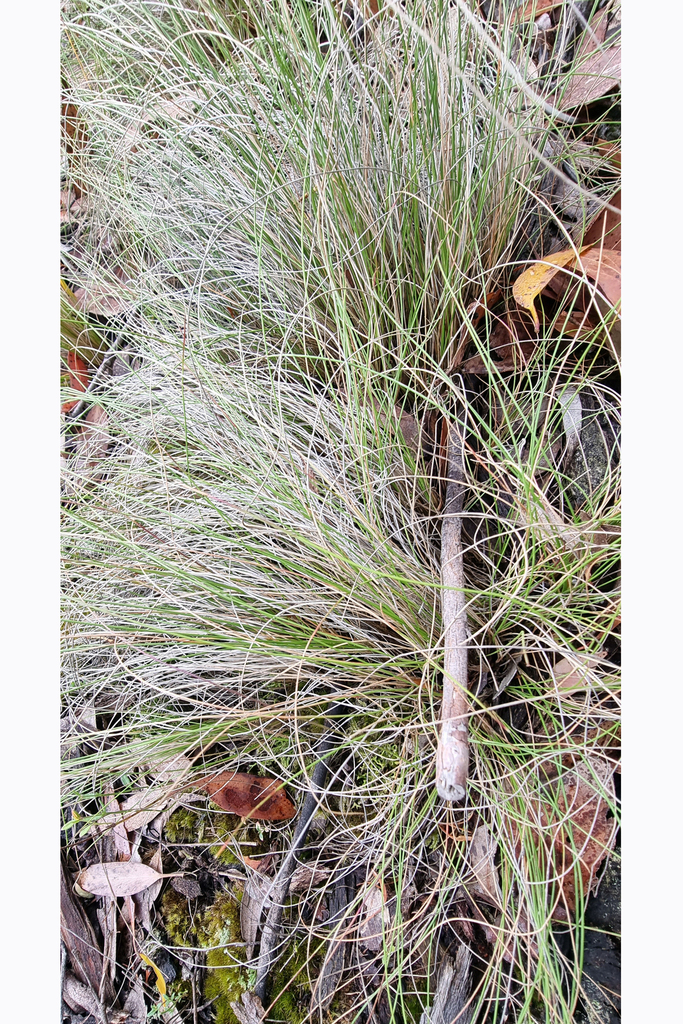 common tussock grass from Glen Park VIC 3352, Australia on November 26 ...