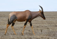 Common Tsessebe photo 3