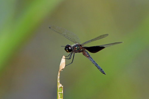 Phantom Flutterer
