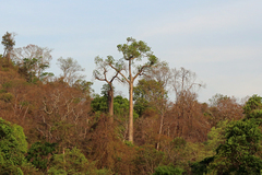 Adansonia madagascariensis, photograph (c) Nigel Voaden, some rights reserved (CC BY)