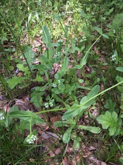 Valerianella radiata