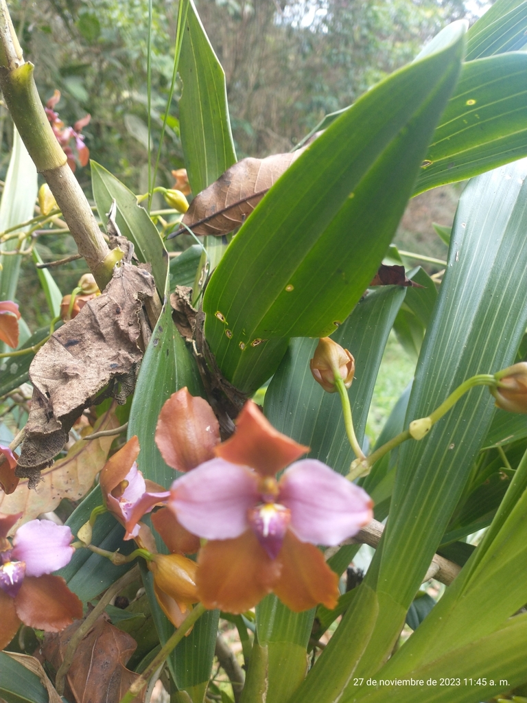 Cyrtochilum orgyale