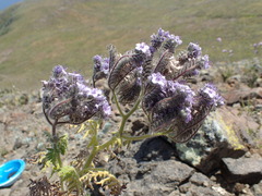 Phacelia floribunda