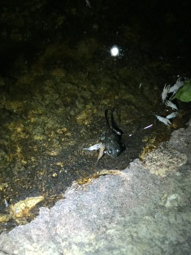 iNaturalist observation photo of Red-spotted Toad