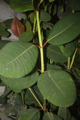 Clusia pseudomangle