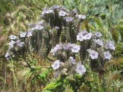 Phacelia floribunda