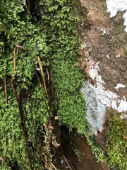 Plagiothecium cavifolium