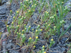 Amblyopappus pusillus