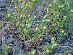 Amblyopappus pusillus