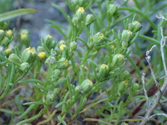 Amblyopappus pusillus