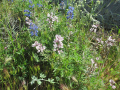 Lupinus guadalupensis