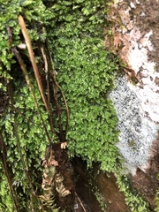 Plagiothecium cavifolium