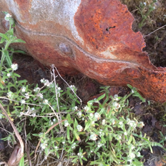 Cryptantha leiocarpa