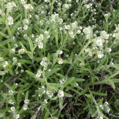 Cryptantha leiocarpa