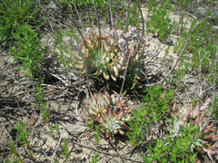 Dudleya virens virens