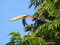Pentaclethra macroloba