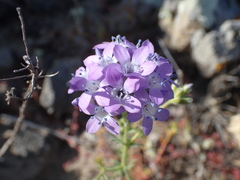 Gilia nevinii