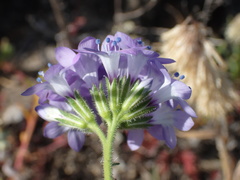 Gilia nevinii