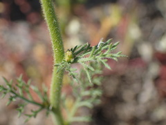 Gilia nevinii