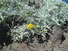 Constancea nevinii