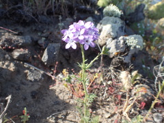 Gilia nevinii