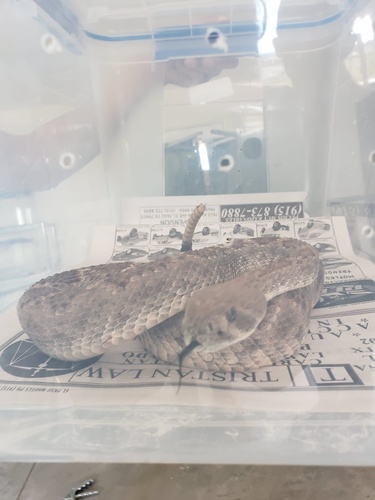 Western Diamond-backed Rattlesnake