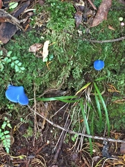 Entoloma hochstetteri