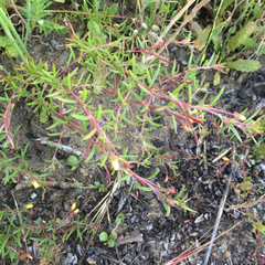 Camissonia strigulosa