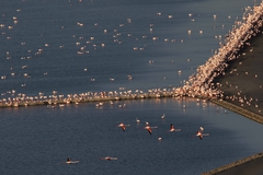 Phoenicopterus roseus