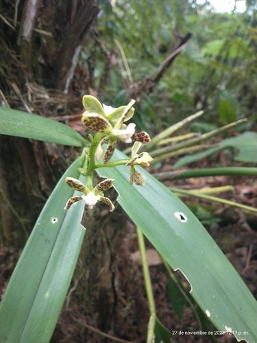 Image of Prosthechea crassilabia by (c) Juan Cruzado Cortés, some rights reserved (CC BY)