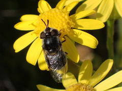 Copestylum marginatum