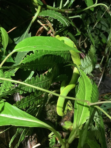 Photo of a Yellow-blotched Palm Pit Viper (Bothriechis aurifer)