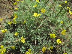Eschscholzia ramosa
