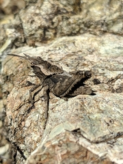 Dracotettix monstrosus